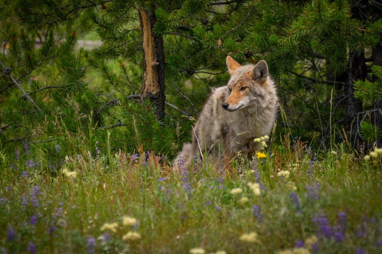 044 Yellowstone NP, coyote.jpg